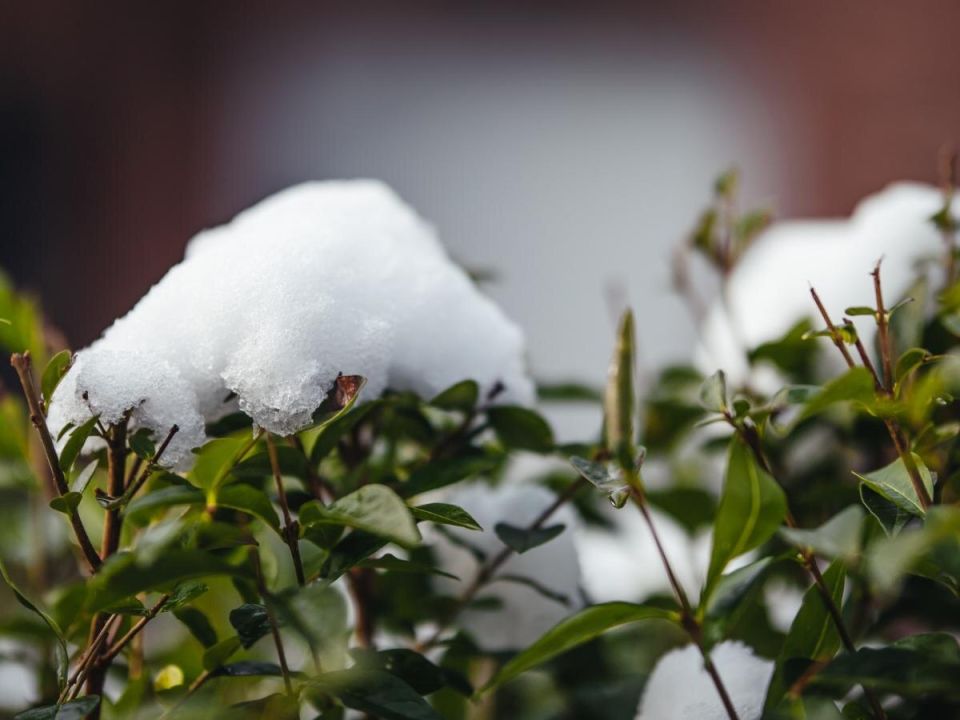 ������ ������� ��������: ��� �������� ��� �� ������ ��������