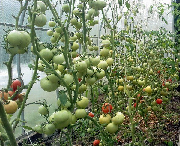 ������ �����������: ��� �� ��������� ������ ������� � �������