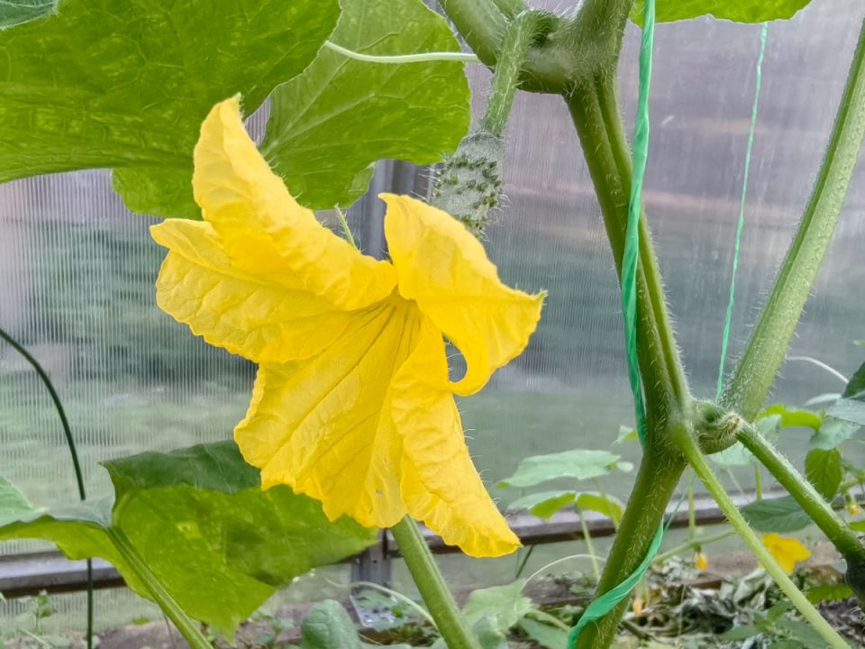 ��� ������������� ���������� � �������� ������� �������