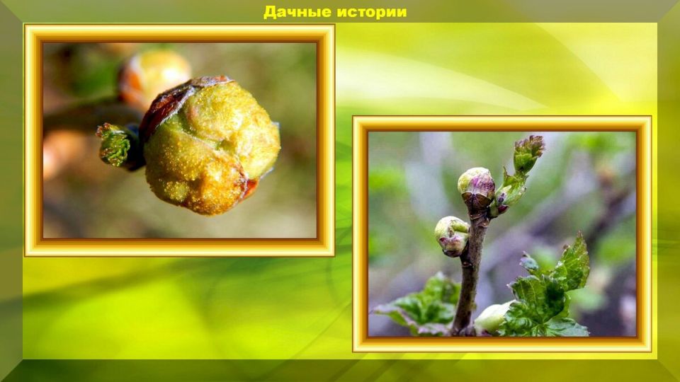 Эксперименты на даче: как простые средства победят вредителей