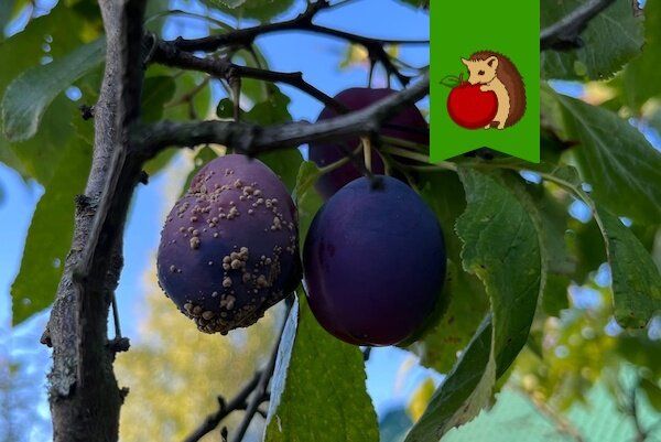 ��� �������� �������� ������� �� �����