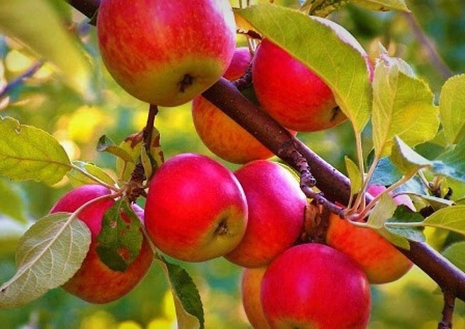 Сорт «Деликатес»: яблоки, которые покорили сердца садоводов