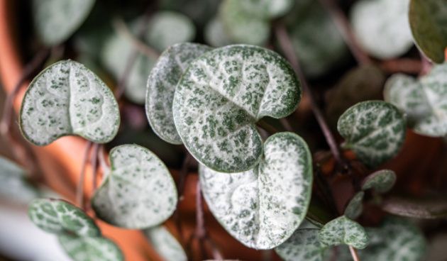 ���������: ������� ����� �� ������������ ��������� ��� ������ ����