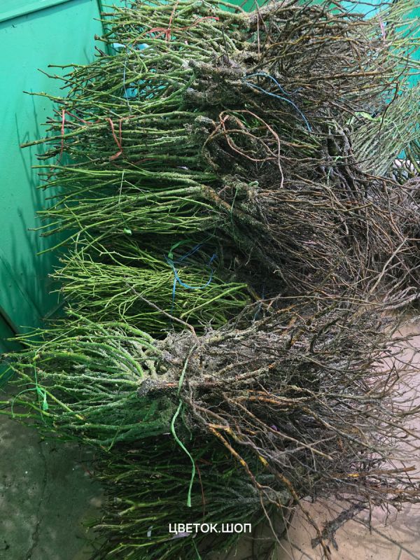 ��� ����������� ������� ��� � ��������� ������