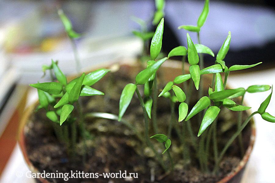 ��� �� �������� ������: ��������� ������� ��� ����������� �����