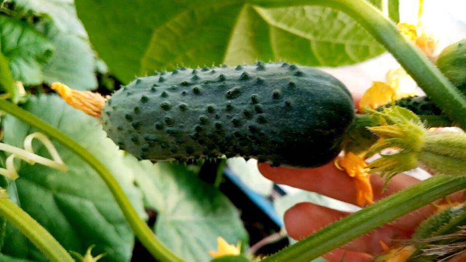 ������������� ������ � ��������: ���������� ���� � ������ � ��������� ������� � �������