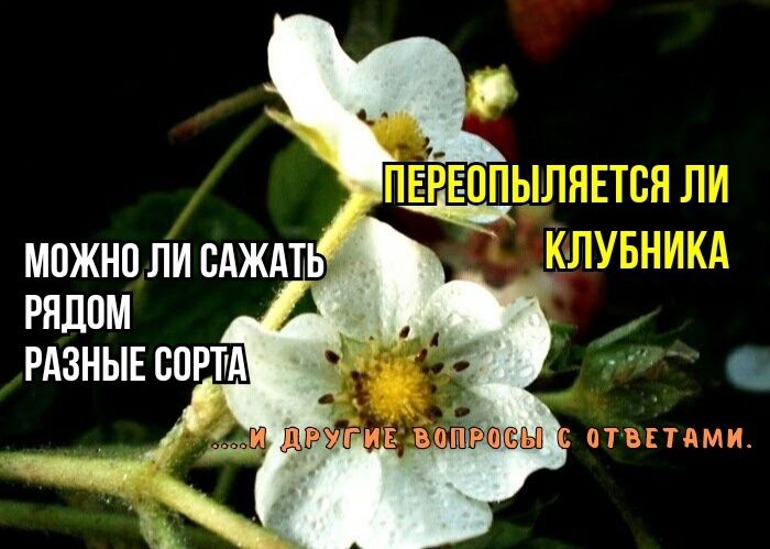 ��������: ���� � ���������� � ������������ � �����������