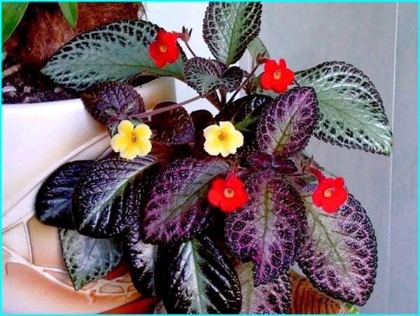 �������: ��� ���� ������������ ������ ������� ������ ���� ����� �������