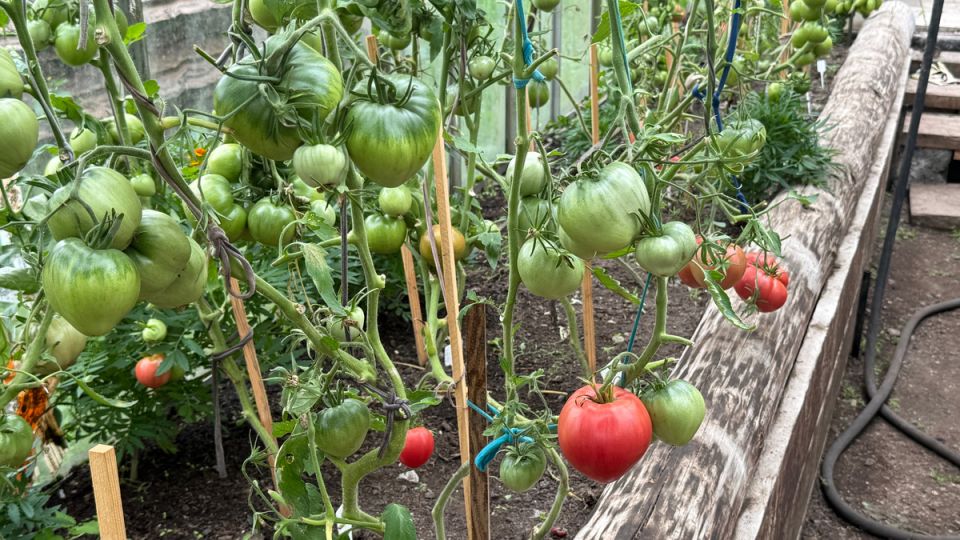 ��������� ����� ��� ��������� ����������� �������