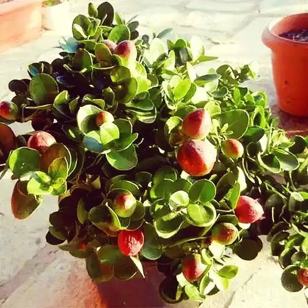 ����������� ��������: ������� ��� ��������� �������� ��� ������ ����