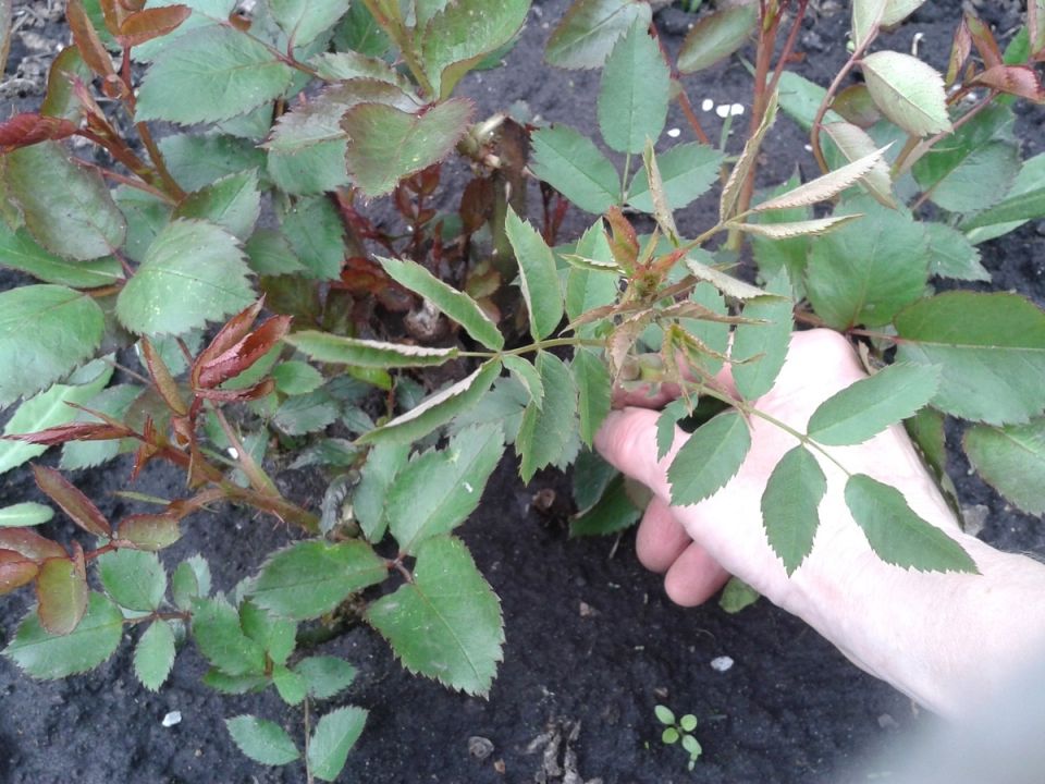 ��� ������� ����� ������� � ���: ������ � ������