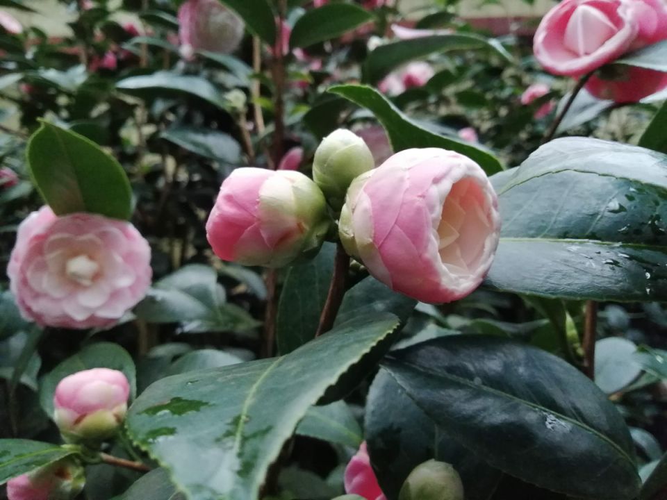 ������� ��������: ������ ���� � ���������� �������