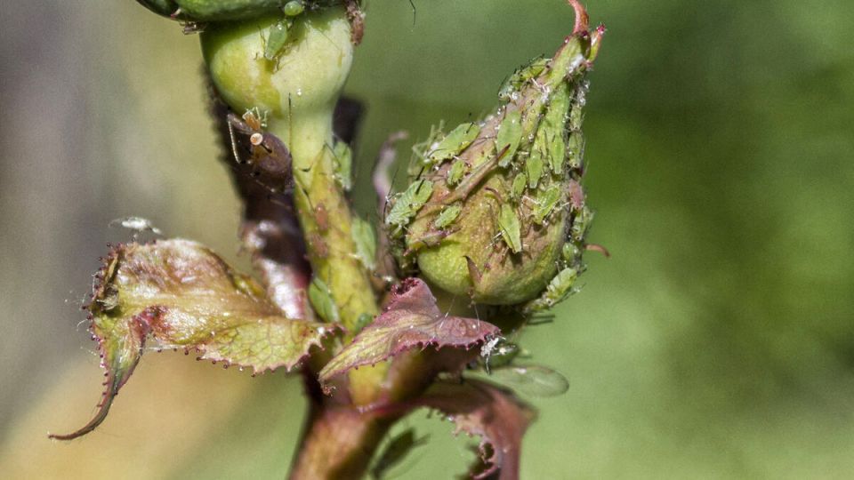 ��� ������ ���� ���� �� ���� ���?