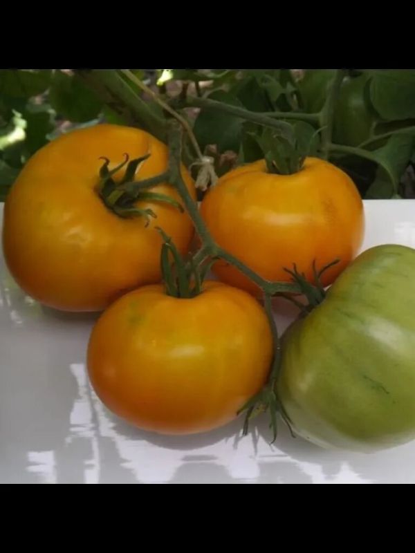 ����� ������ �������: ������� ������ � ������������ ��������