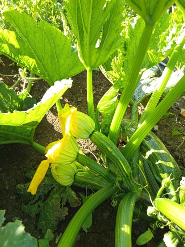 Кабачок Грюнталер: ранний, вкусный и привлекательный