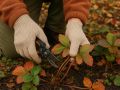 Когда стоит пересаживать клубнику: секреты успешного ухода за ягодами