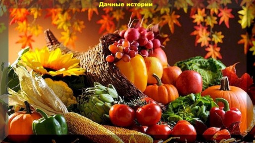 10 свежих ответов на вопросы дачников