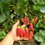 Клубника, ушедшая в компост: неожиданные провалы популярнейших сортов