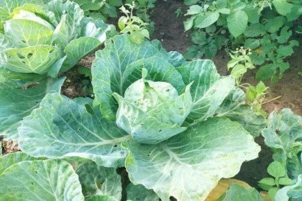 Капуста – мощный стимулятор иммунитета: чем полезна и кому не пойдет на пользу