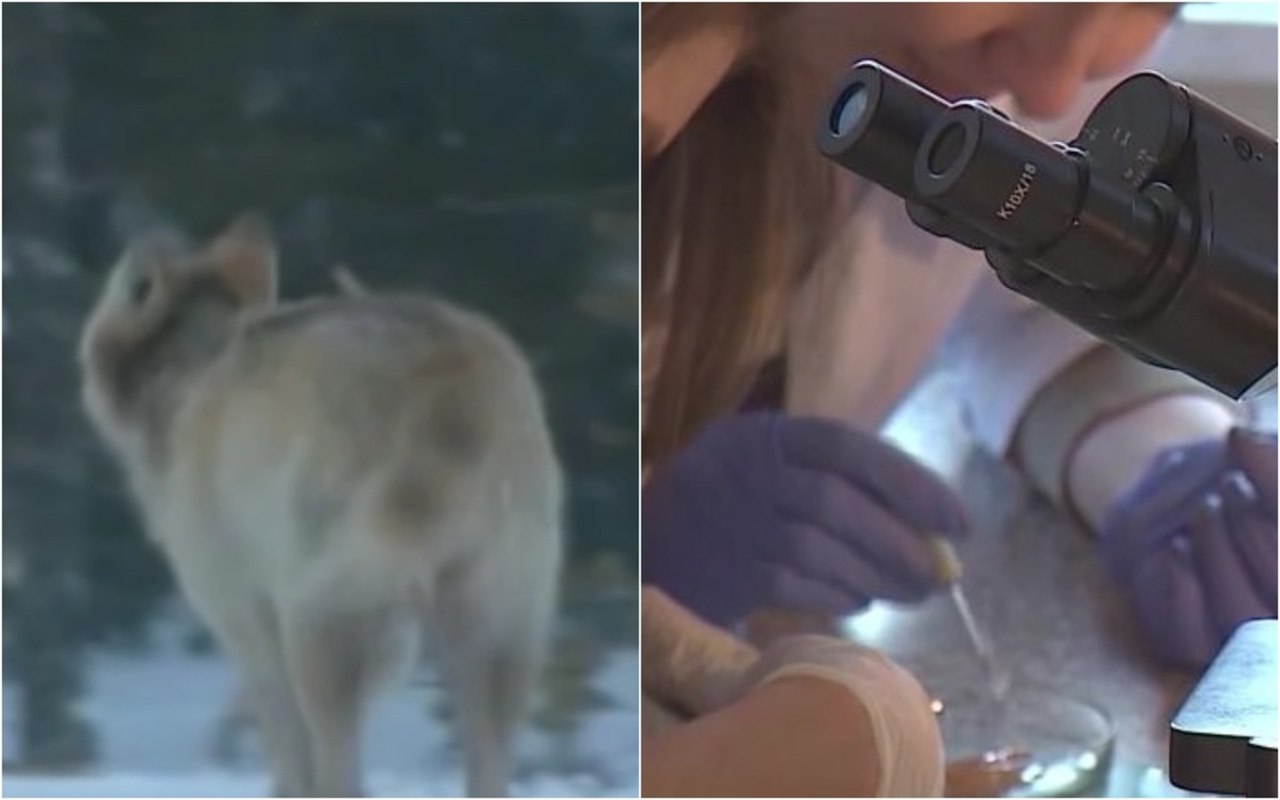 В Карелии впервые обнаружили шакала