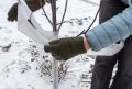 Защита деревьев от зимних морозов: на что обратить внимание