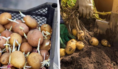 Как проращивание и разрезание картофеля могут увеличить ваш урожай