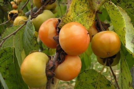 Необычная хурма Мидер: как вырастить сладкие плоды даже в холодных регионах?