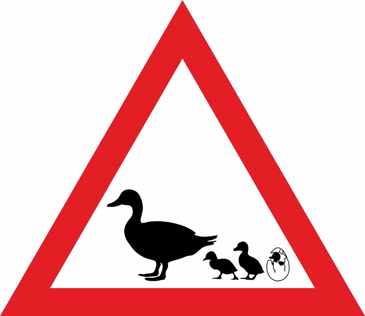 «Осторожно, утки!» В Сортавале появится необычный дорожный знак
