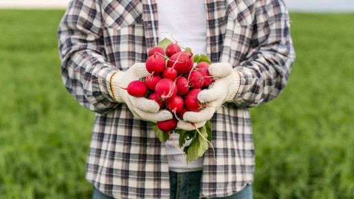 Будете хрустеть своей редиской уже в апреле: вот как получить ранний урожай