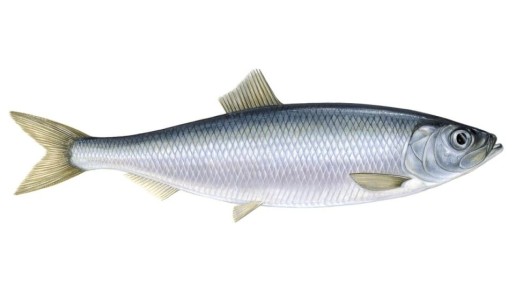 Сельдь: от скромного корма до звездного деликатеса