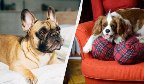 Собачьи болезни: какие породы могут опустошить ваш кошелек