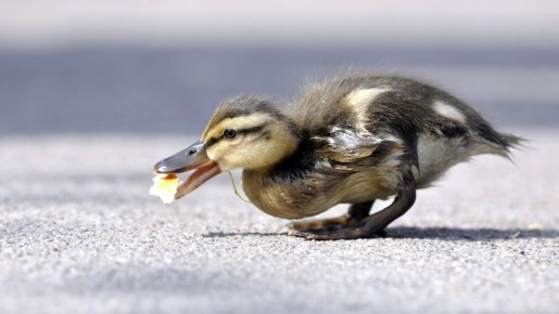 Уток можно кормить хлебом, но есть нюансы