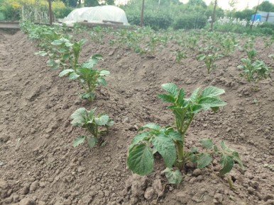 Как полив картофеля влияет на урожай: секреты успешного дачника