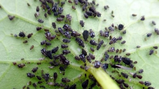 Эффективные народные средства против тли: секреты и рецепты