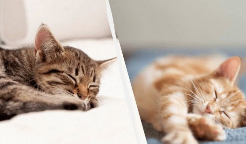 Почему зимой кошки спят больше: исследуем поведение питомцев в холодное время года