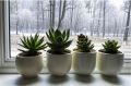 Зимняя забота о суккулентах: как подарить вашему растению тепло и свет
