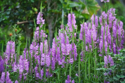 Физостегия - завораживающая красавица для полутени вашего сада