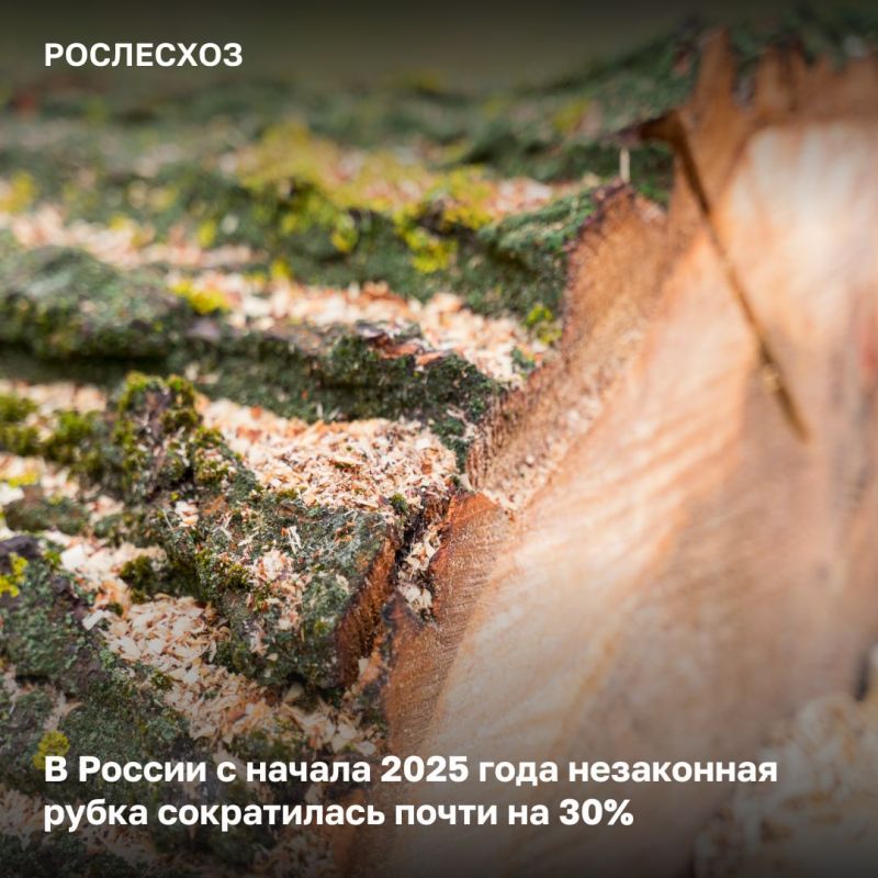 За 3 квартала текущего года объем незаконной рубки составил 222,8 тыс