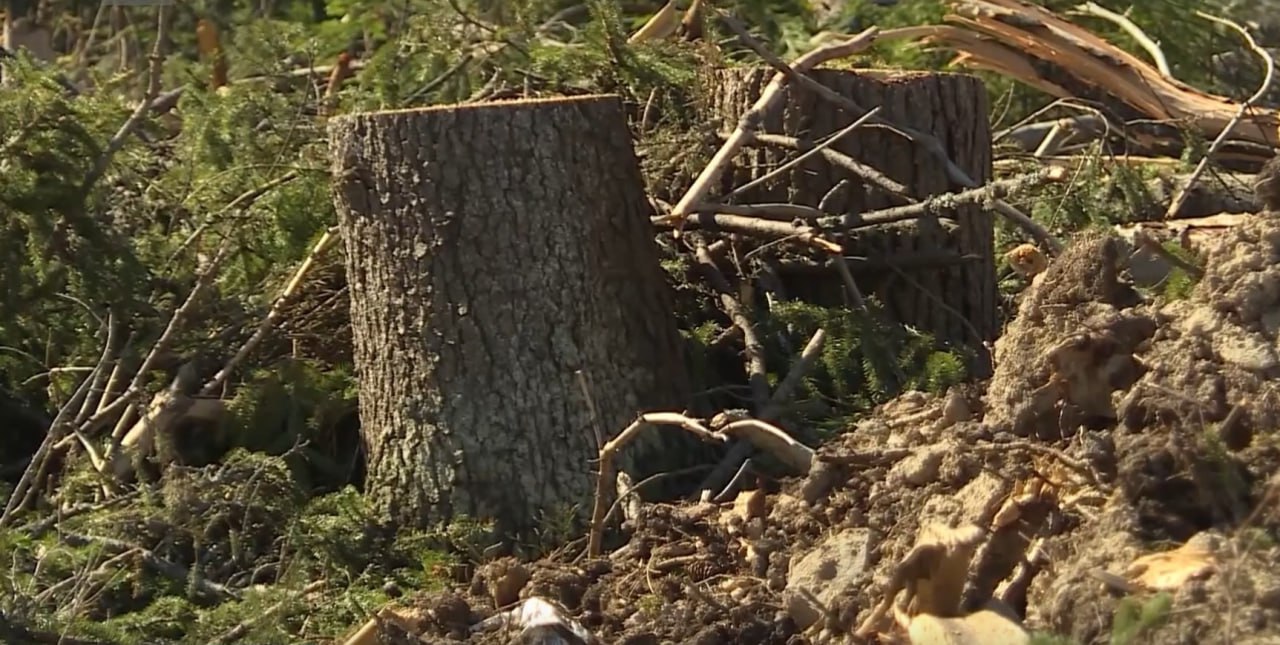 Четыре года тюрьмы за вырубку деревьев