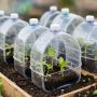 Как дать пластиковым бутылкам вторую жизнь: мини-парники для домашних растений