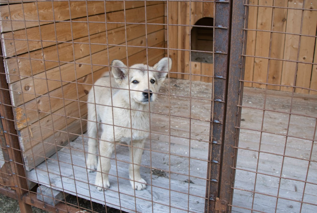 В Карелии появилась льгота для НКО, которые содержат приюты для животных
