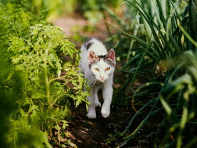 Кошки на даче: проблемы и решения