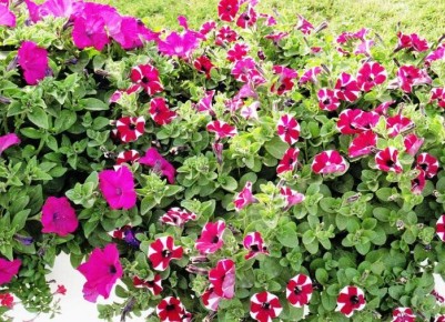 Петунии: секреты успешной высадки и ухода