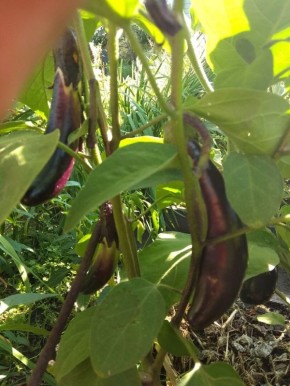 Баклажаны 2025: Как выбрать лучший сорт для своего огорода