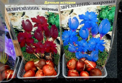 Как правильно размножать безвременник: секреты успешного ухода за Колхикумом