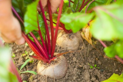 Как вырастить великолепную свеклу: полезные советы для успешного урожая