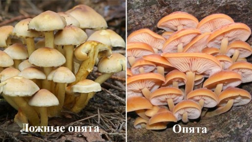 Опознать настоящие опята и избежать ошибок