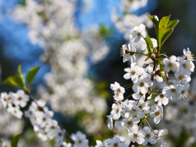 Как защитить сад от весенних заморозков: практические советы для садоводов