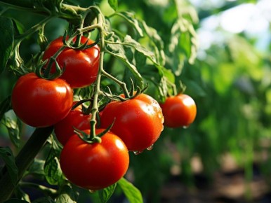 Необычный способ – как яйца помогают вырастить чудесные помидоры