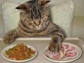 Как опасные продукты могут угрожать жизни ваших кошек